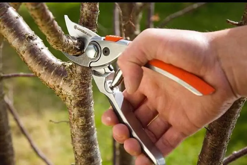 Обрезка плодовых и декоративных деревьев